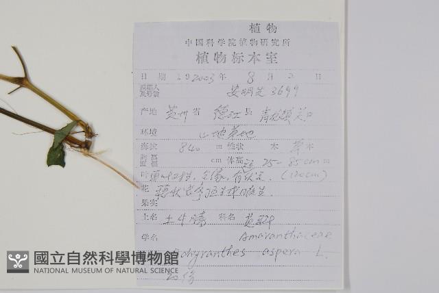 土牛膝藏品圖，第2張