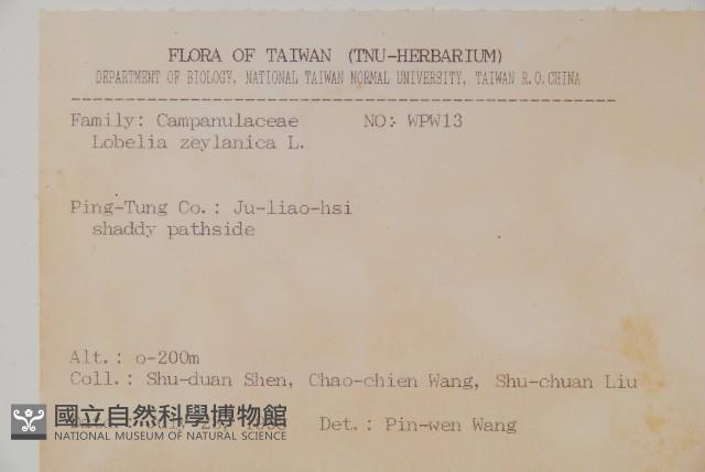 圓葉山梗菜藏品圖，第2張