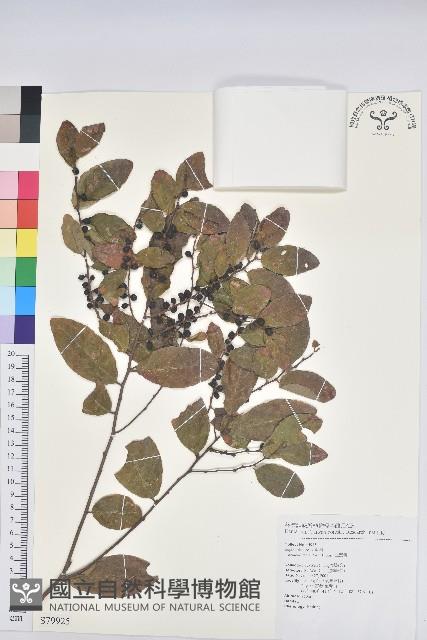 土密樹藏品圖，第1張