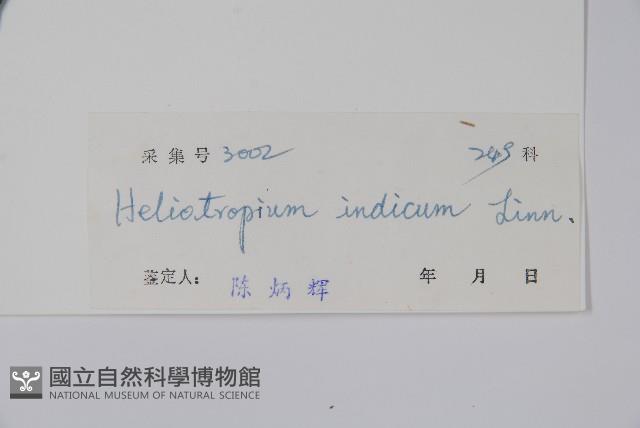 狗尾草藏品圖，第2張