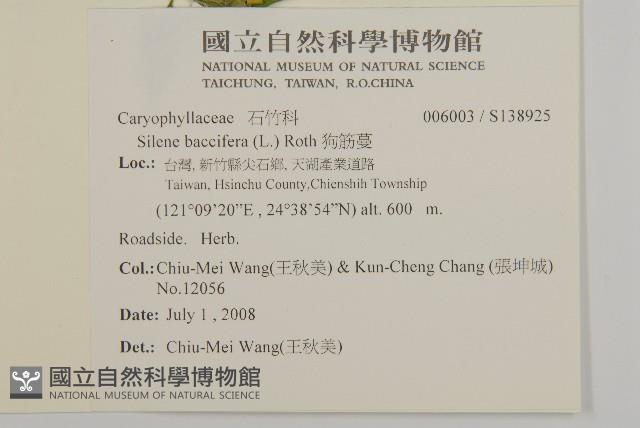 狗筋蔓藏品圖，第2張