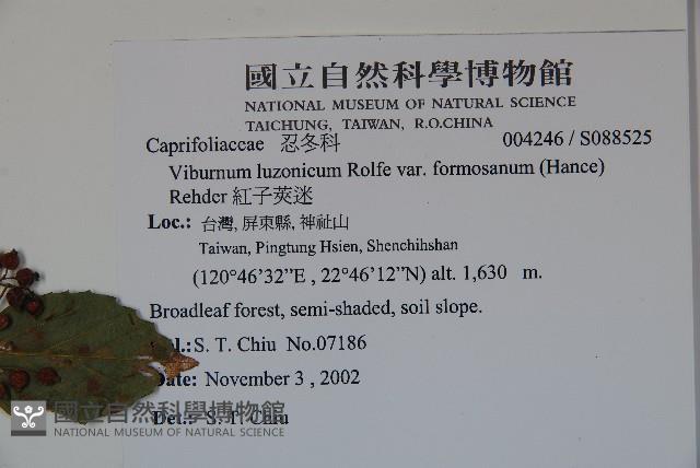 紅子莢迷藏品圖，第2張