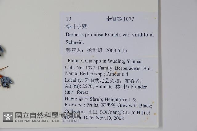 綠粉葉小檗藏品圖，第2張