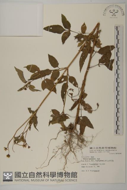 鬼針藏品圖，第1張