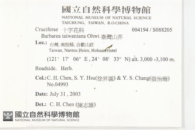 山芥菜藏品圖，第2張