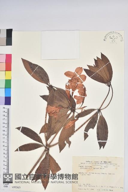 西施花、青紫木藏品圖，第1張