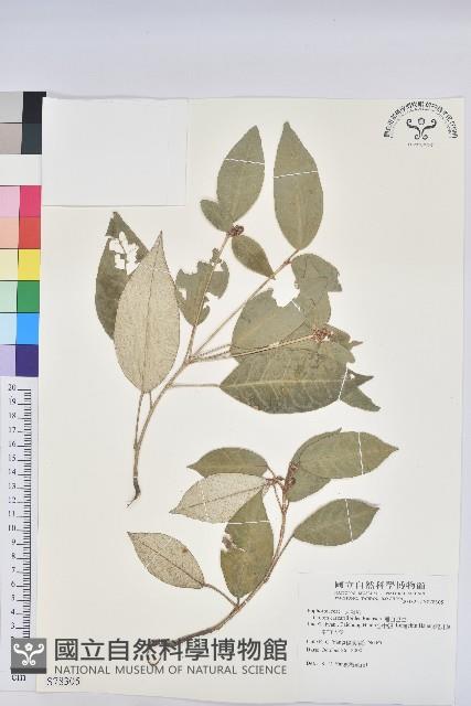 裡白巴豆藏品圖，第1張