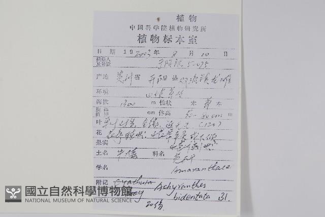 牛膝藏品圖，第2張