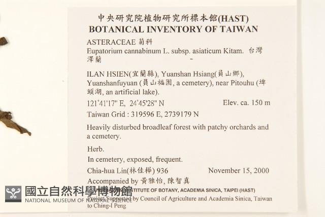 台灣澤蘭藏品圖，第2張