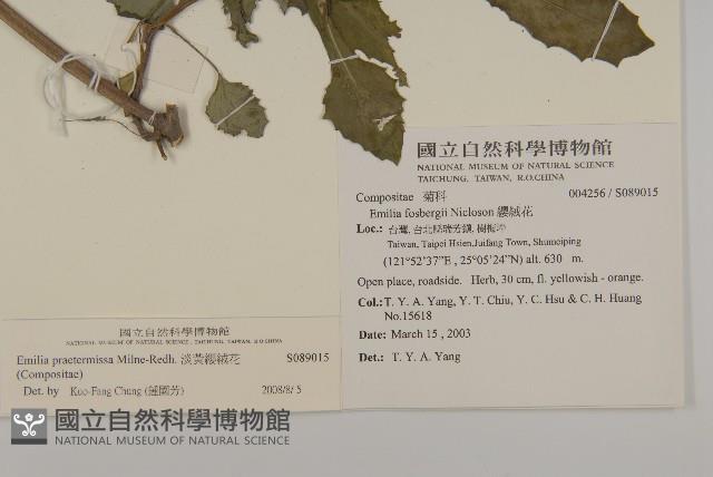 粉黃纓絨花藏品圖，第2張