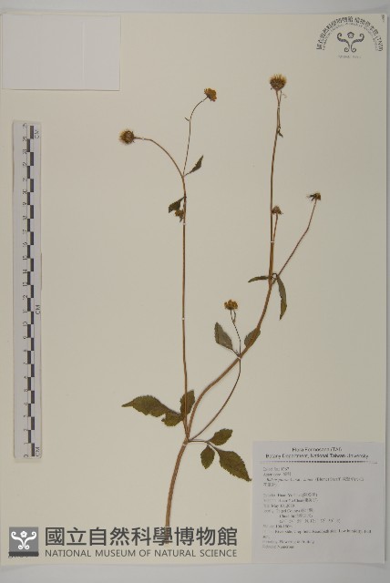 小白花鬼針藏品圖，第1張