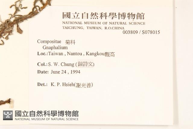 絲綿草藏品圖，第2張