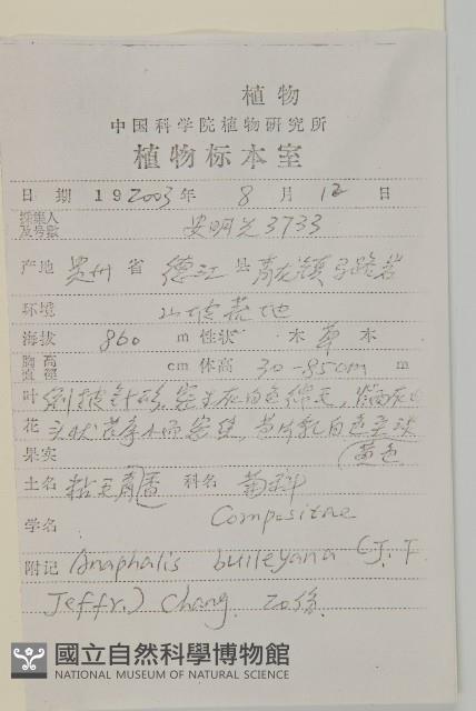 粘毛香青藏品圖，第2張
