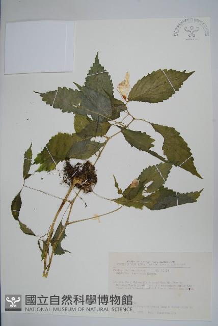 黃花鳳仙花藏品圖，第1張