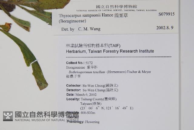 盾果草藏品圖，第2張