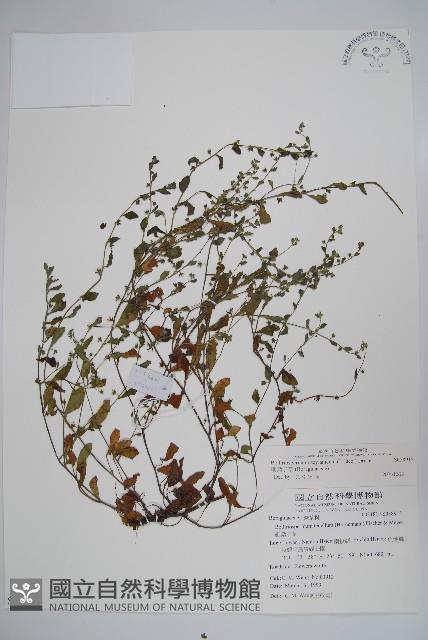 細纍子草藏品圖，第1張