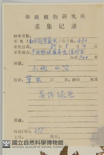 魚眼菊藏品圖，第2張