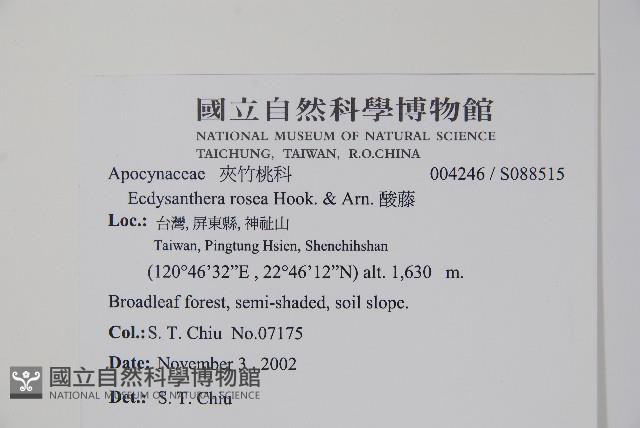 酸藤藏品圖，第2張