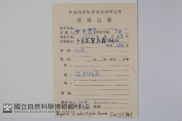 紫背天葵藏品圖，第2張