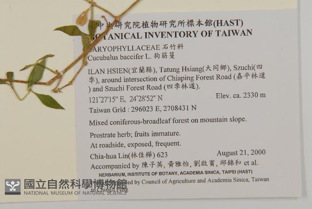 狗筋蔓藏品圖，第2張