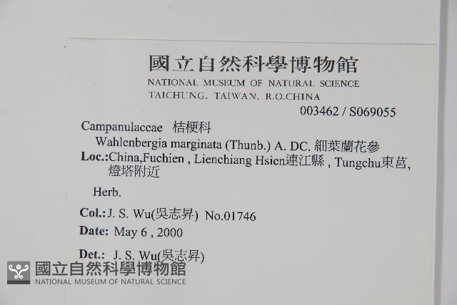 細葉蘭花參藏品圖，第2張