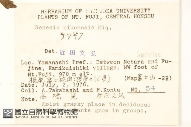 日光黃菀藏品圖，第2張