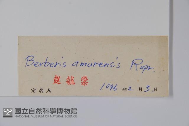 大葉小蘗藏品圖，第2張