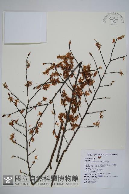 阿里山千金榆藏品圖，第1張