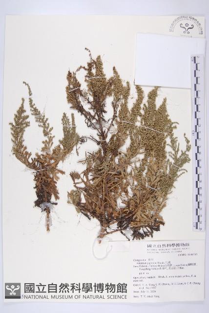 牡蒿藏品圖，第1張