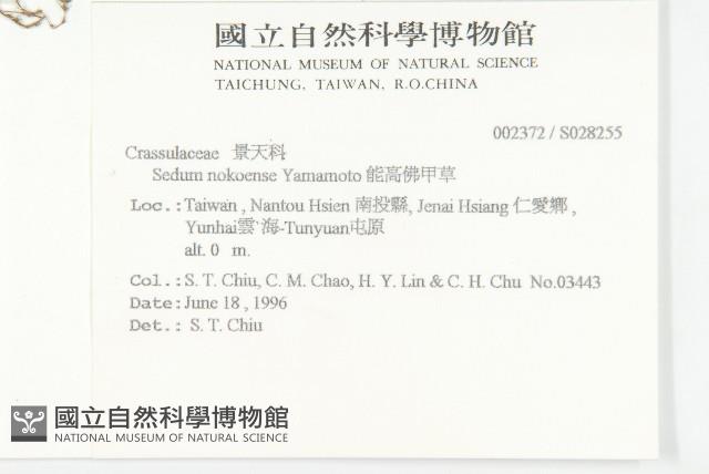 能高佛甲草藏品圖，第2張