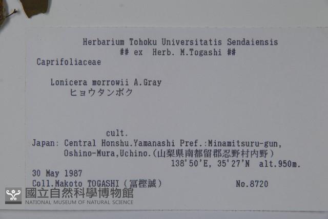 莫羅氏忍冬藏品圖，第2張