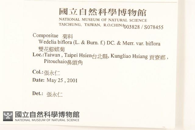 雙花蟛蜞菊藏品圖，第2張