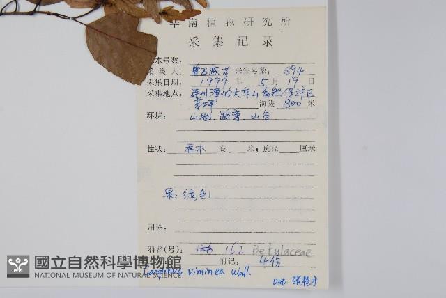 雷公鵝耳櫪藏品圖，第2張