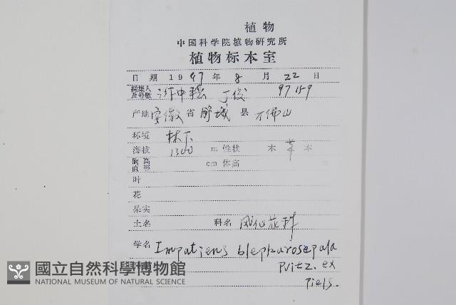 睫毛萼鳳仙花藏品圖，第2張