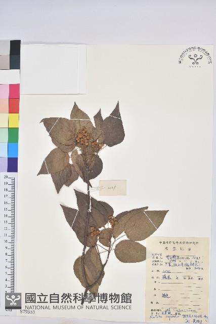 扛香藤藏品圖，第1張