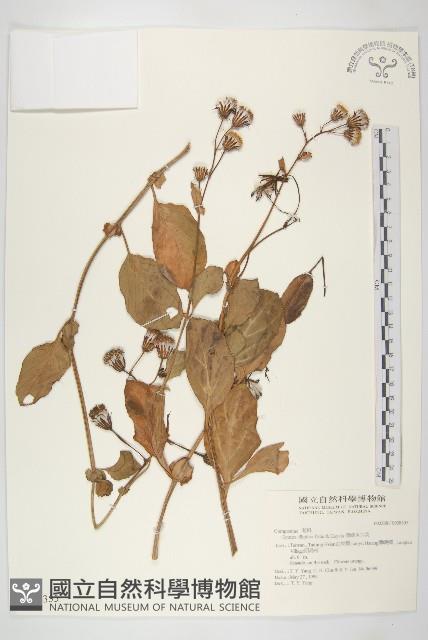 蘭嶼木耳菜藏品圖，第1張