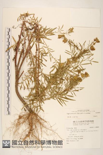 印加孔雀草藏品圖，第1張