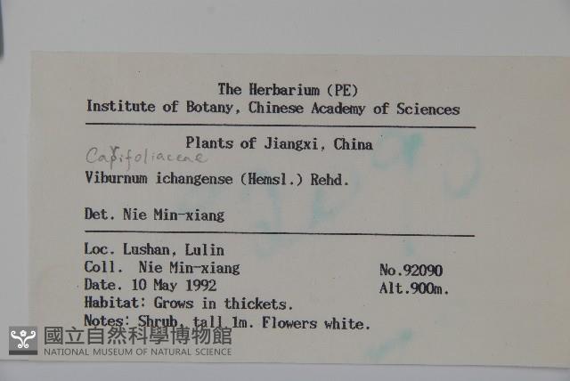 宜昌莢迷藏品圖，第2張