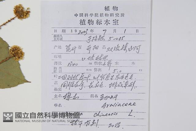 蔥木藏品圖，第2張