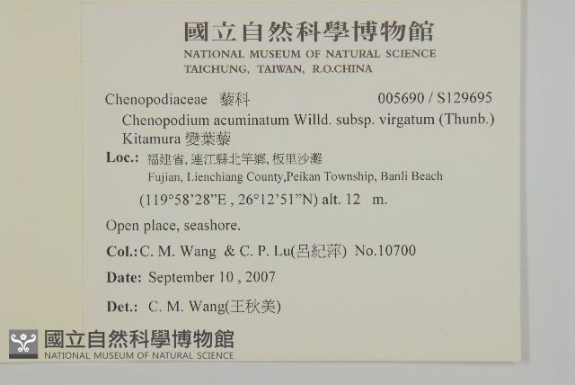 變葉藜藏品圖，第2張