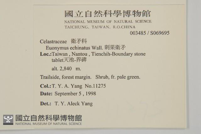 刺果衛矛藏品圖，第2張