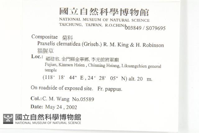 貓腥草藏品圖，第2張