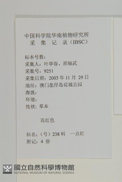 紫背草藏品圖，第2張