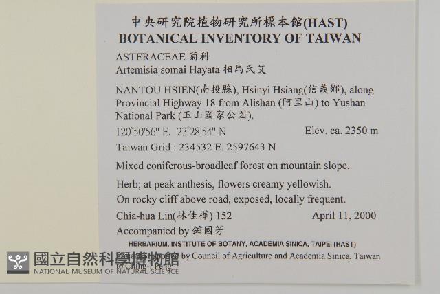 相馬氏艾、台灣狹葉艾藏品圖，第2張