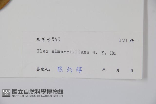 厚葉冬青藏品圖，第2張