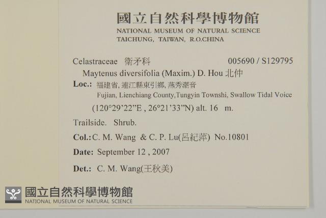 北仲, 刺裸實藏品圖，第2張