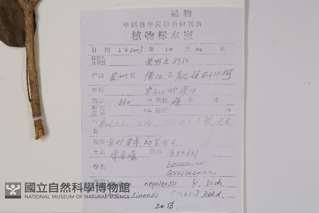 常春藤藏品圖，第2張