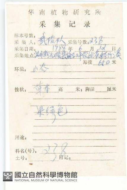 泥胡菜藏品圖，第2張