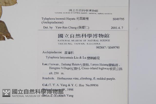 光葉鷗蔓藏品圖，第2張