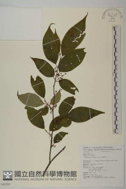 佩羅特木藏品圖，第1張